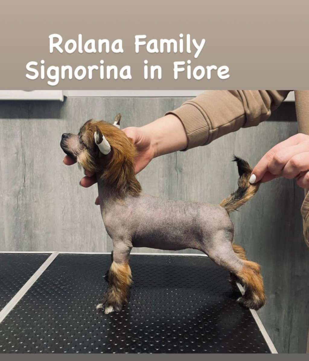 Rolana Family Signorina in Fiore