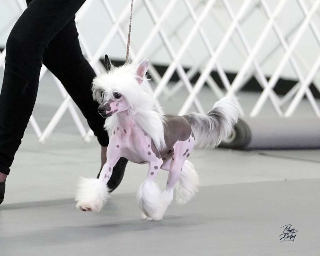 Shake It Off By Jove