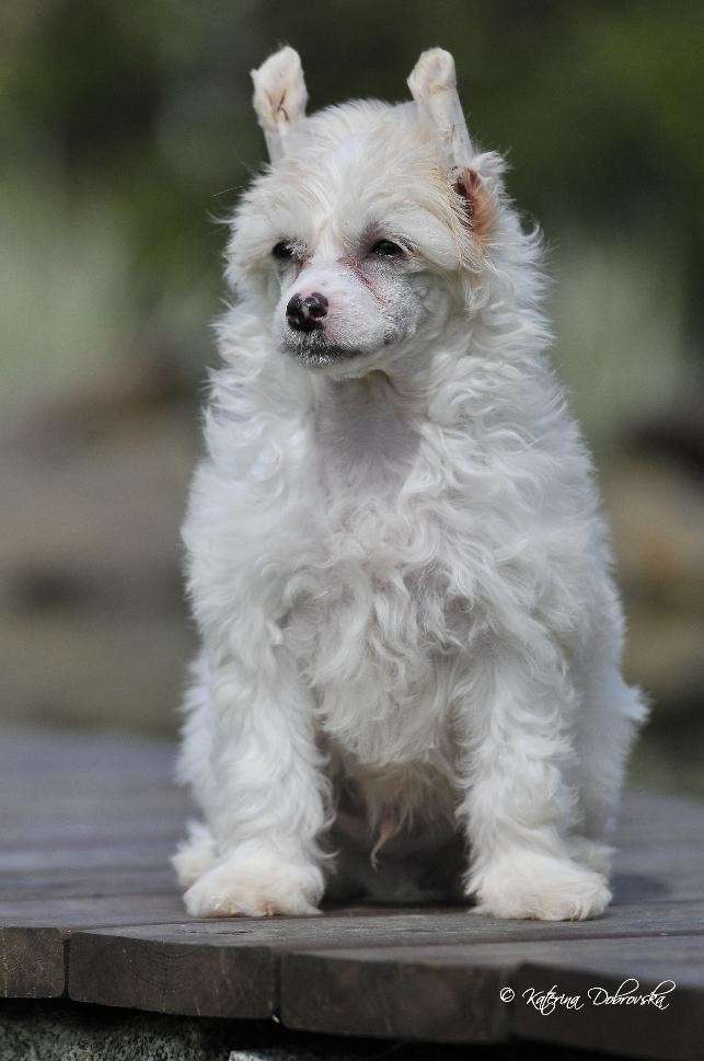 Bishop z Kamilova dvora