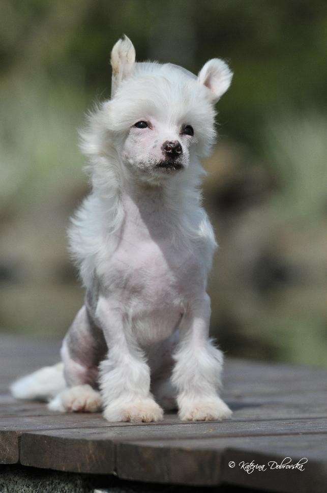 Blondie z Kamilova dvora