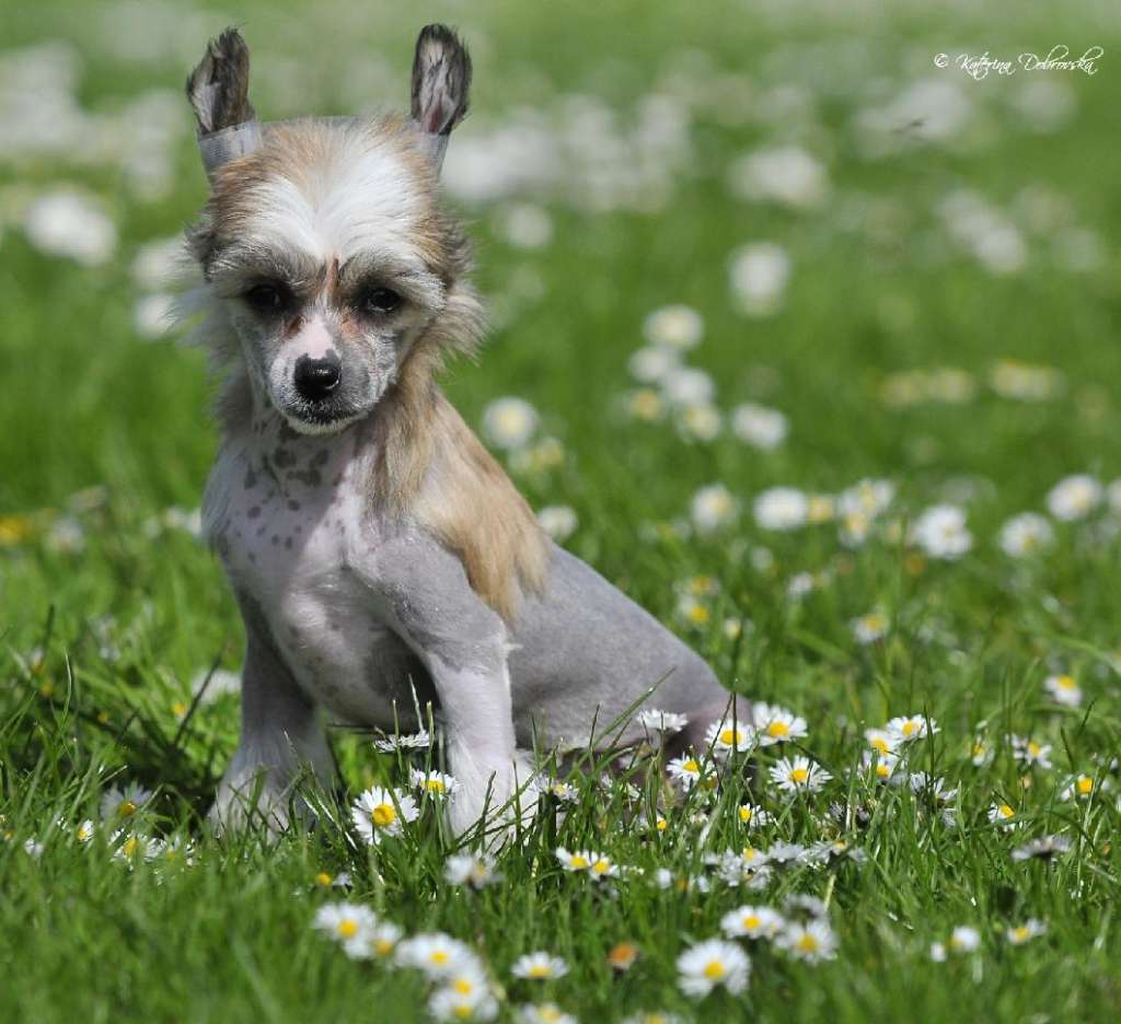 Beretta z Kamilova dvora