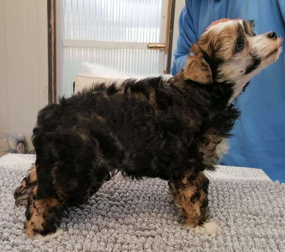 Arian vom Engelsdörfchen