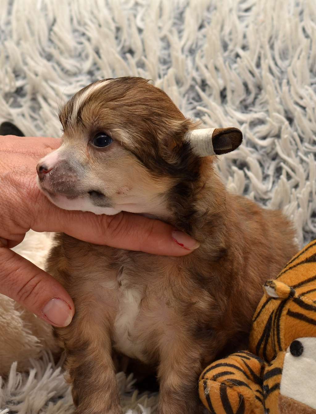 Universe Garden Roses