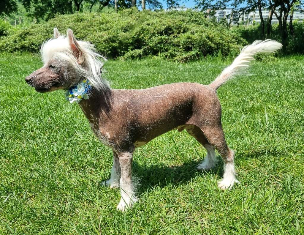 Francisco Wasco Tambarann