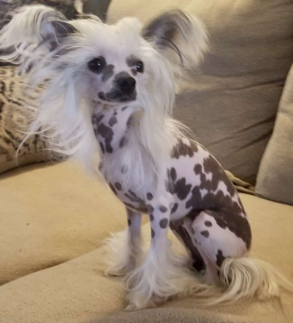 Cosmic's Living in Perfect Harmony