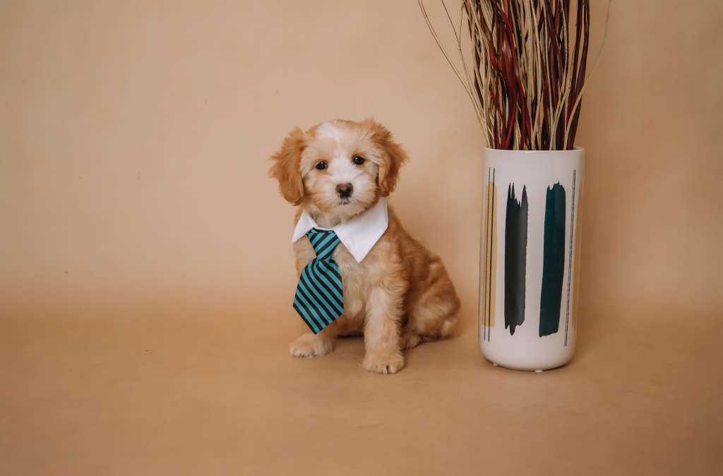 Edward Cerberus Crumerum