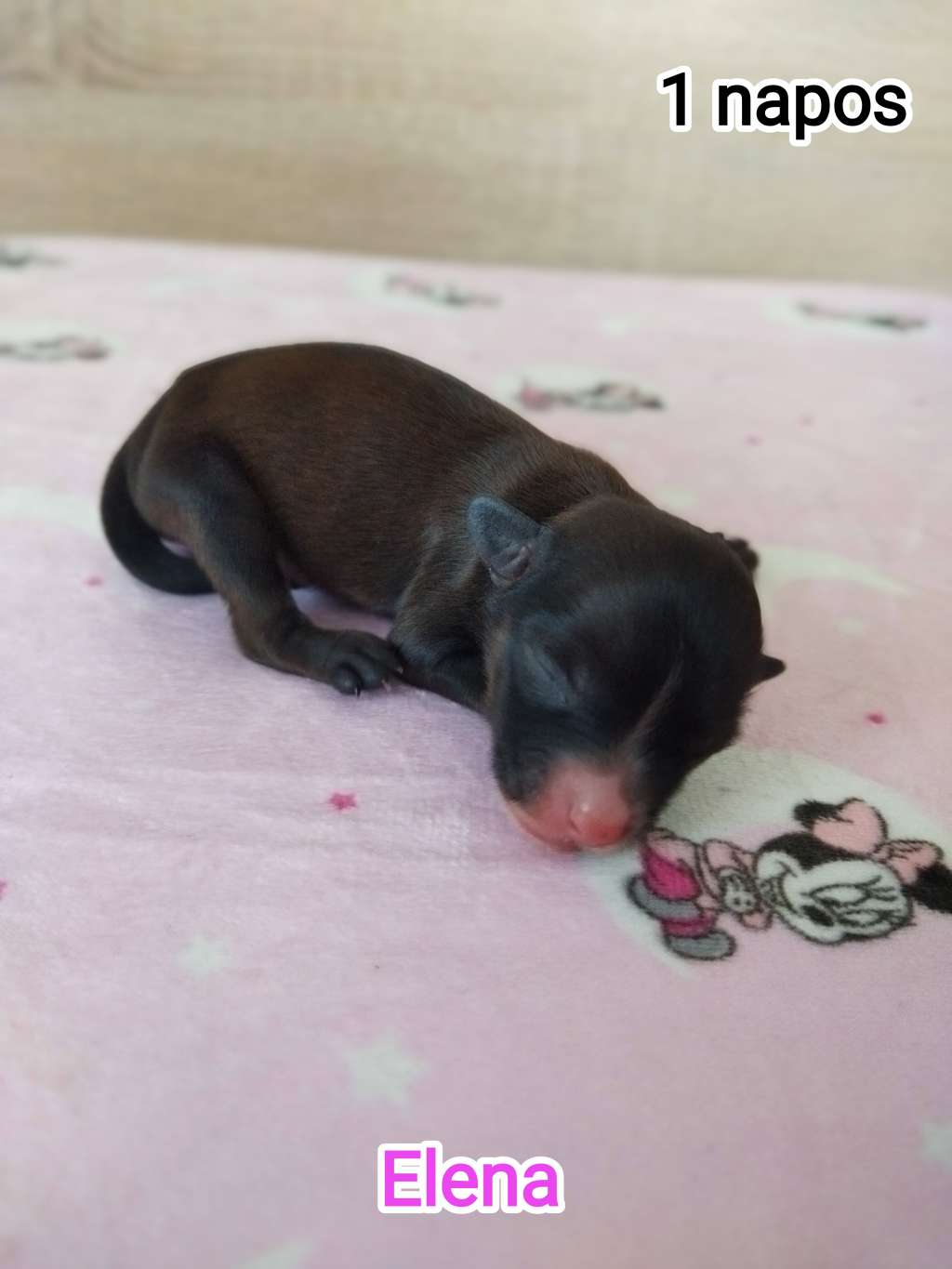 Elena Cerberus Crumerum