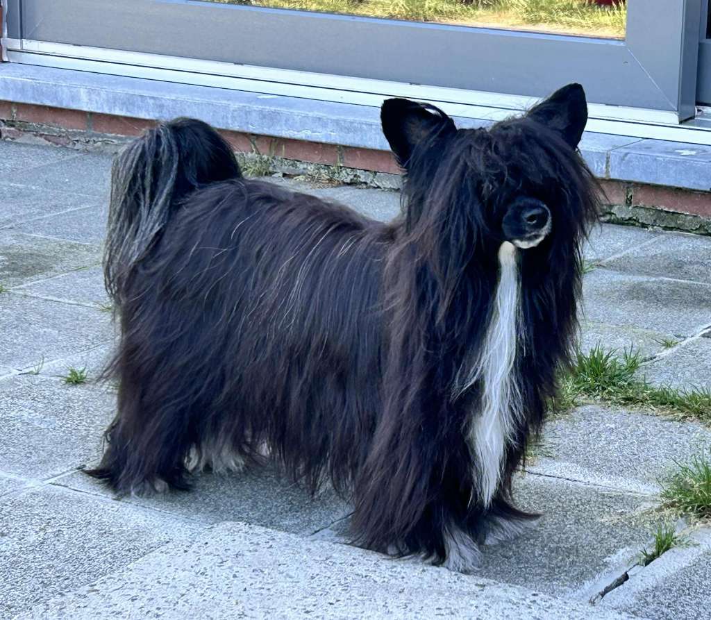 Ch. Multi JCh. Zero Tolerance Wicked Witch