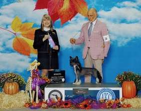 Nat/Int/HnrJrCH NatCH UKCH Constance z Jasne hvezd