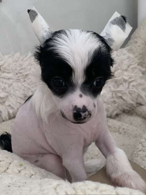 Beli Od Andelu Straznych