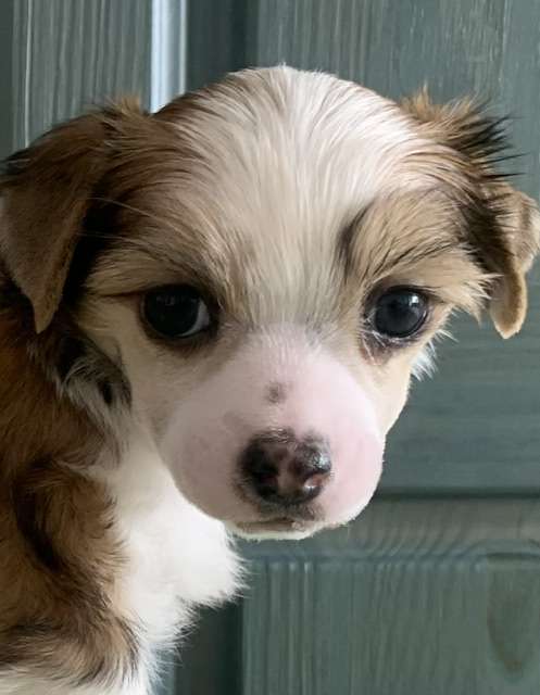 Benji Od Andelu Straznych