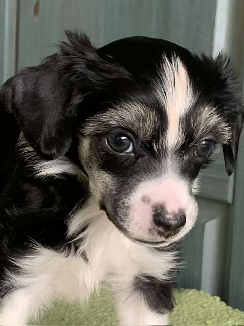 Bel Od Andelu Straznych