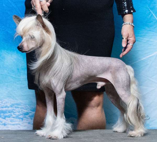 Showy Ladys Mega Pint