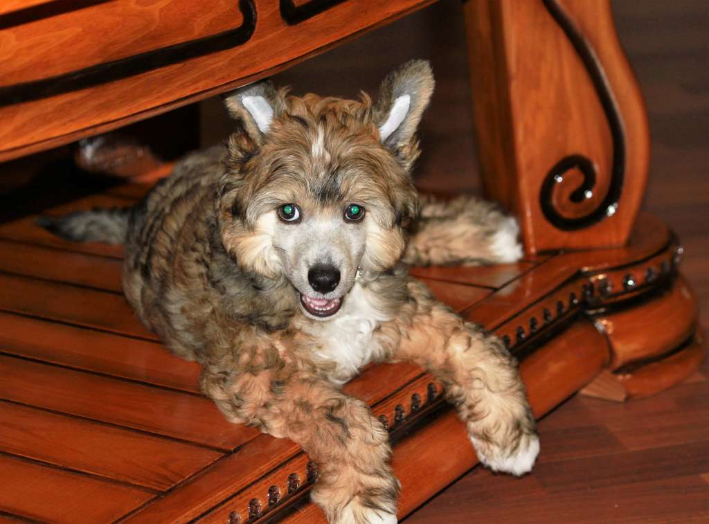 Devin Merlin Bellmeri Geloris