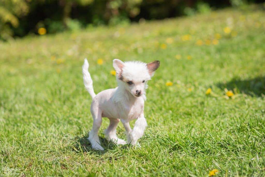 Afelandra LinLit Blessed