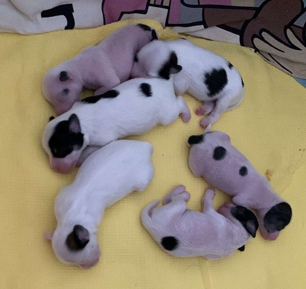 Ardea LinLit Blessed