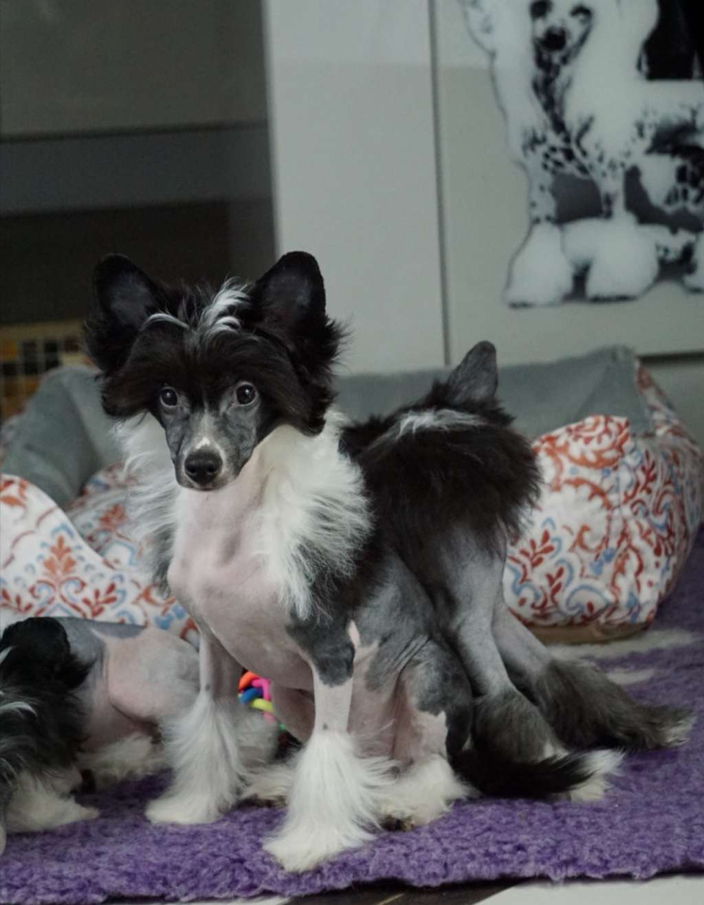 Tywin Planet Of Dream