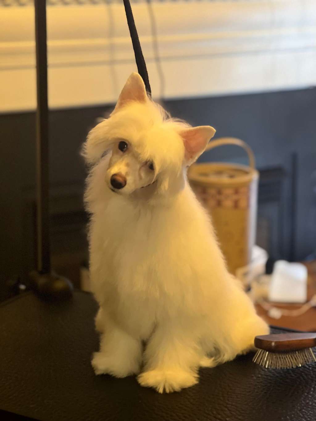 Sekhara & Regal The Sugar Made Me Do It