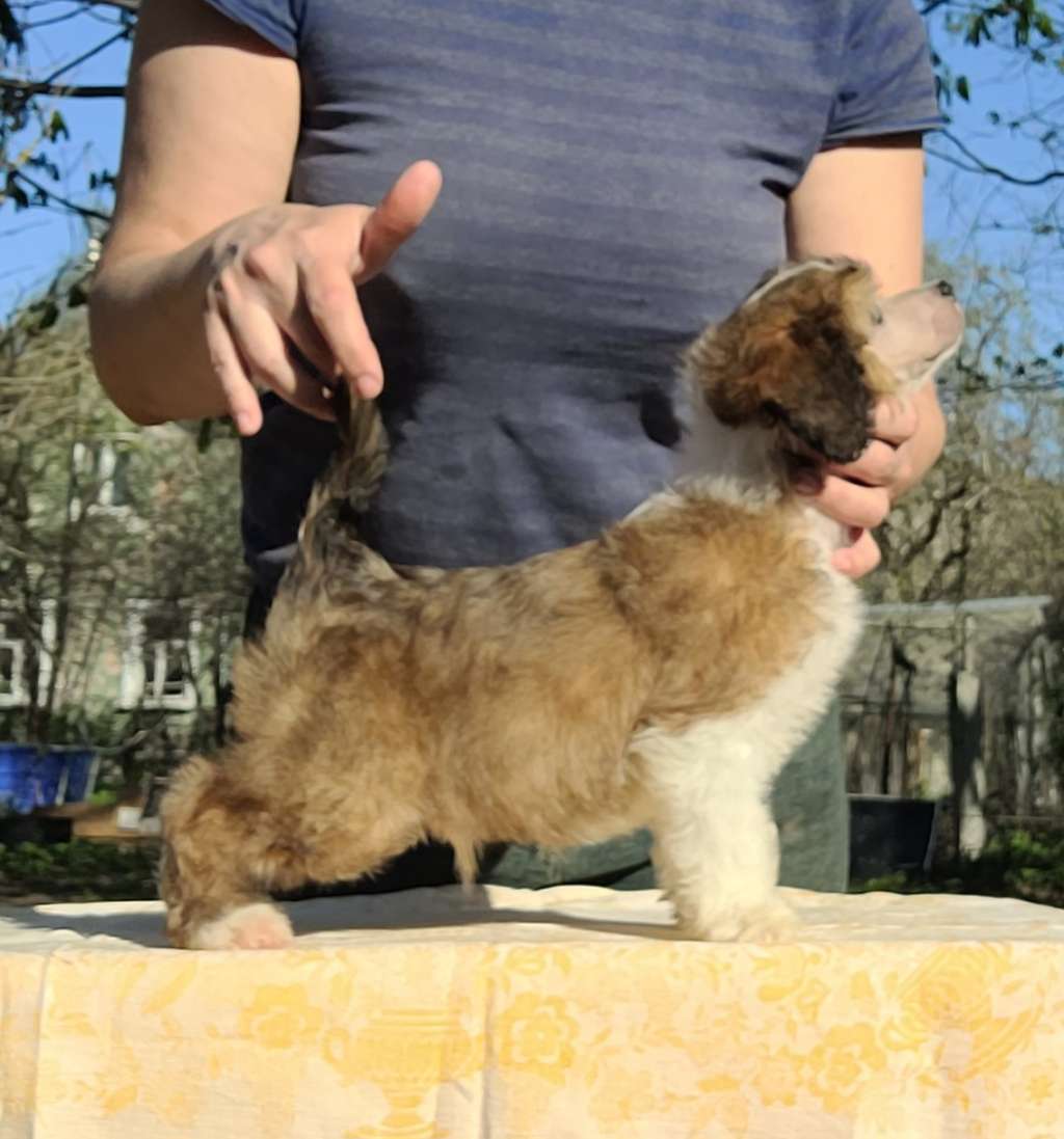 Apriori Vip Indiana Jones