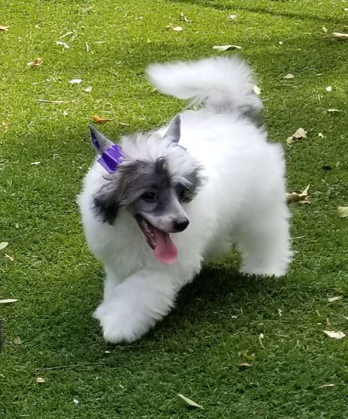 Tryfecta Queen Of The Jazz Clubz