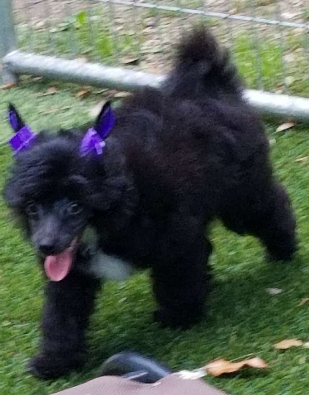 Tryfecta Royal Flush