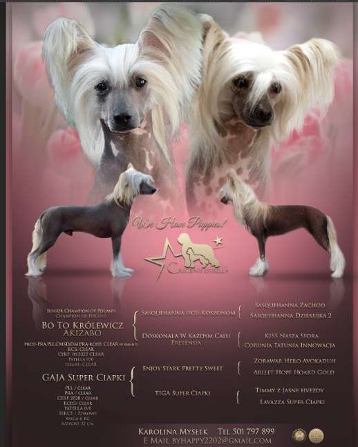 2 Female Creciente Estrella