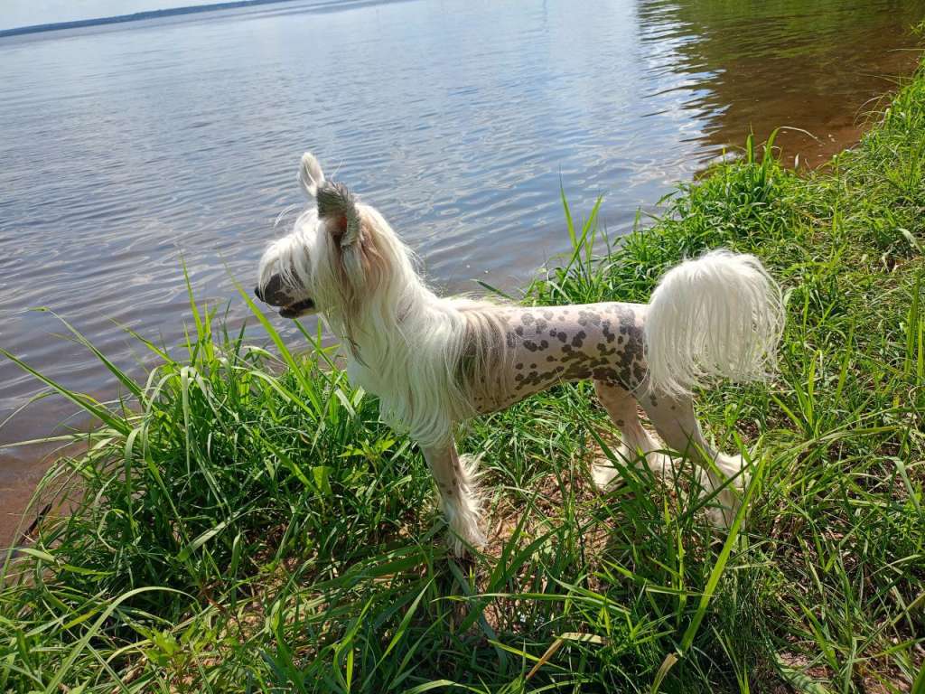 Anna Sky Kennel Pinky Queen Star