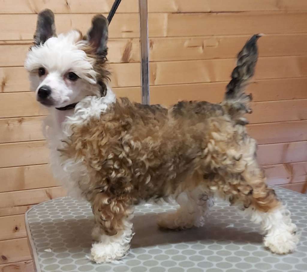 Chic to Chic Sapphire Crystal