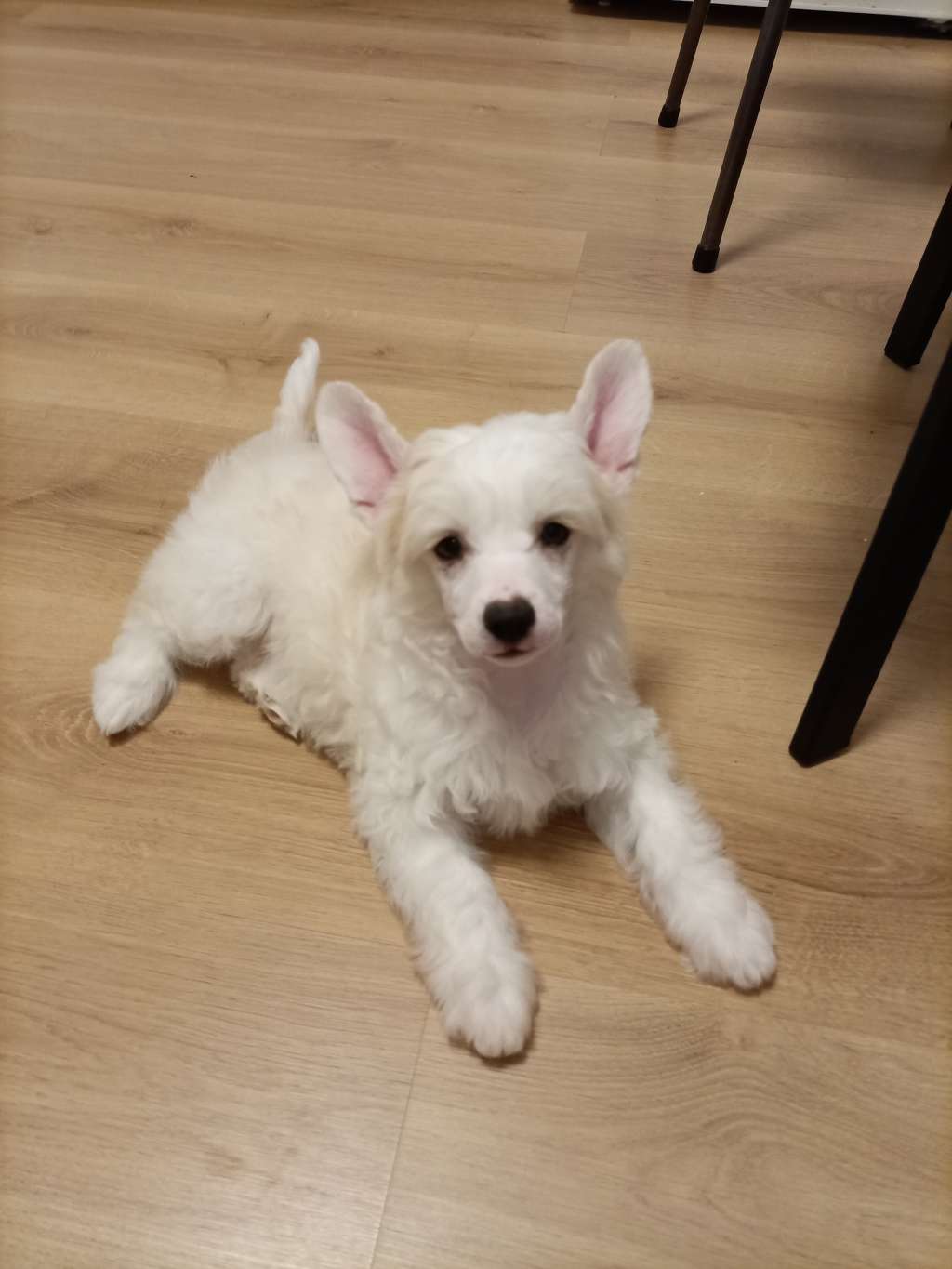 Kovimoti  Pironi Didier Tyrrell