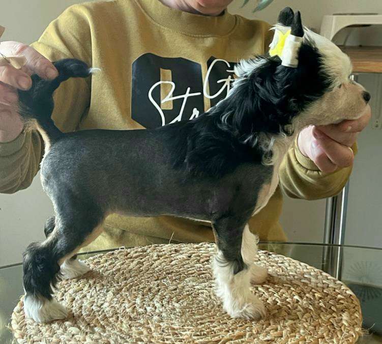 Hilpakan Tinttantanttan Tallalei