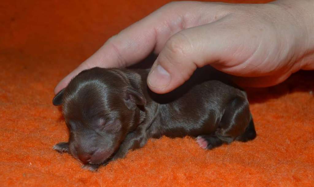 Luch's Black Guardian Banjaku