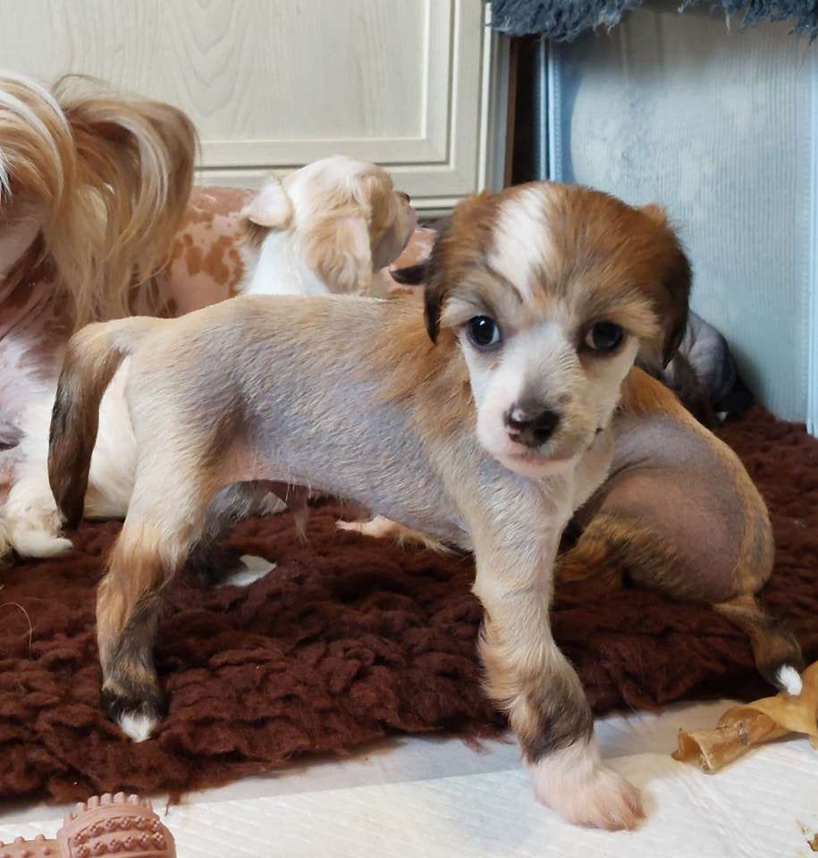 ChinoPata's Trouble Bubble