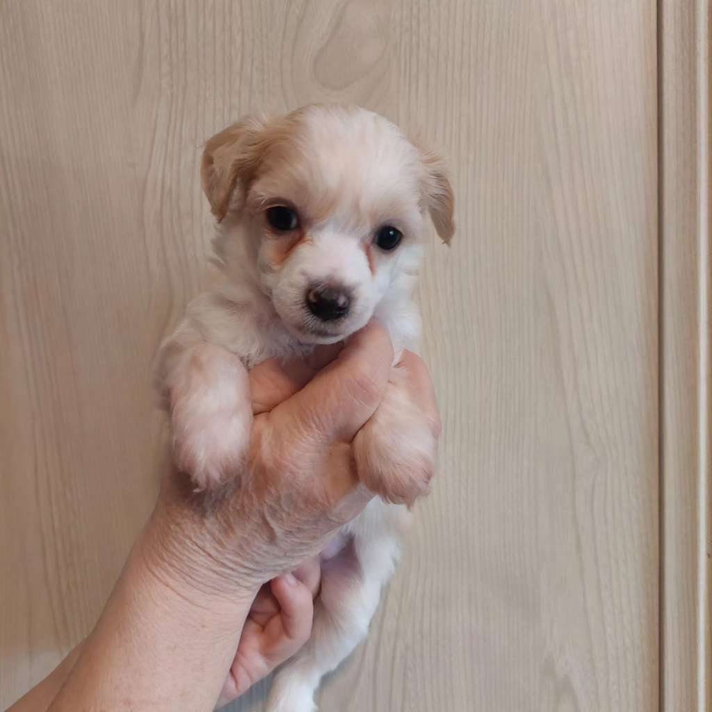 ChinoPata's Took Timeout