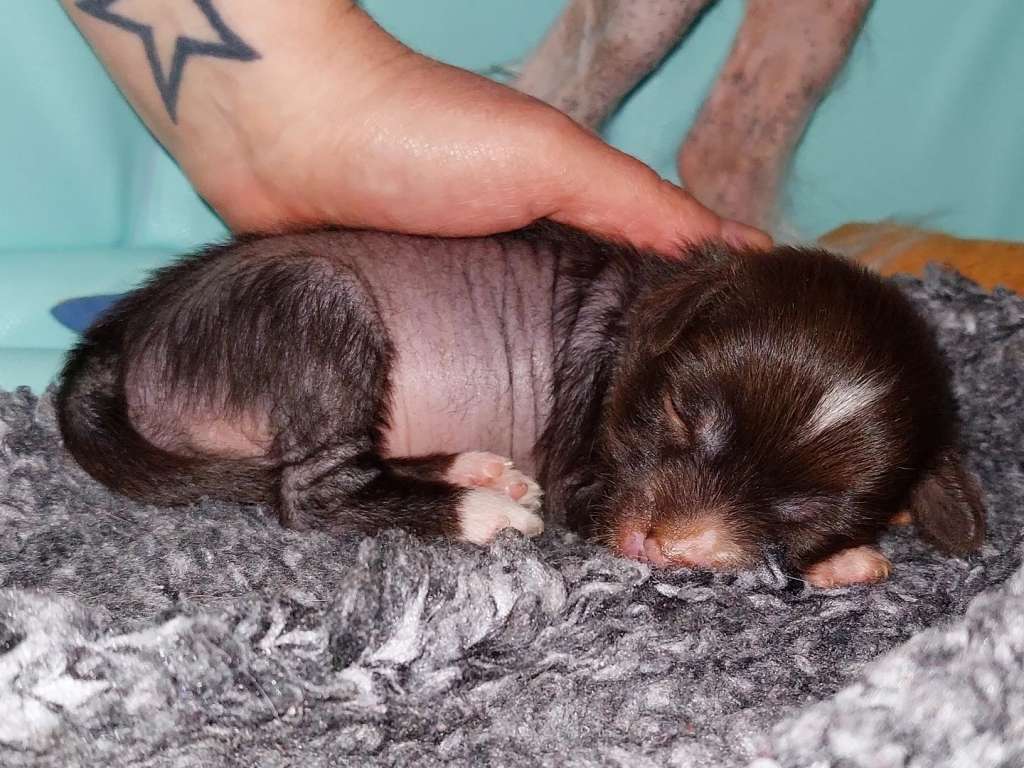 ChinoPata's Unique Chick