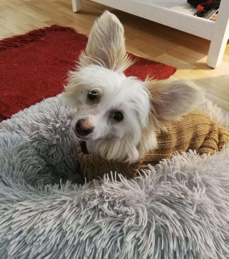 Smal Island dogs Alexa Hexa