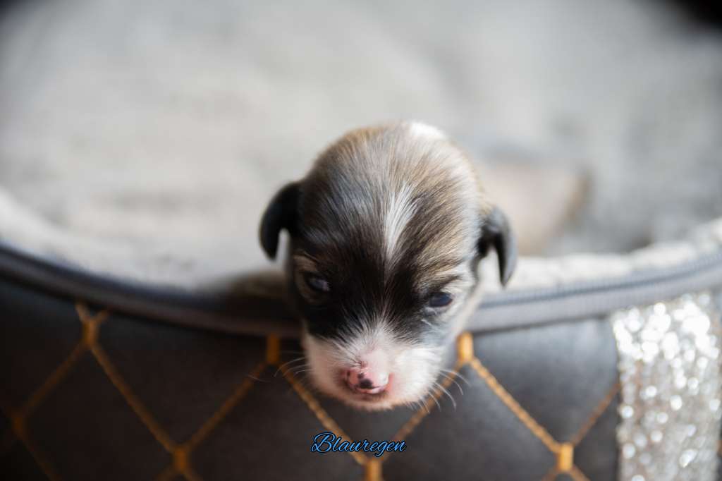 Blauregen von der Luisenwieke