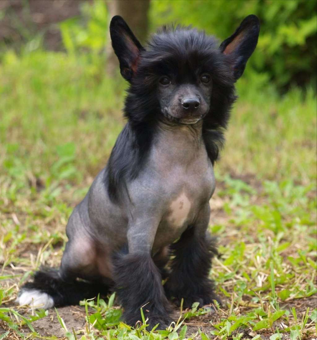 Anna Sky Kennel Rich Boy