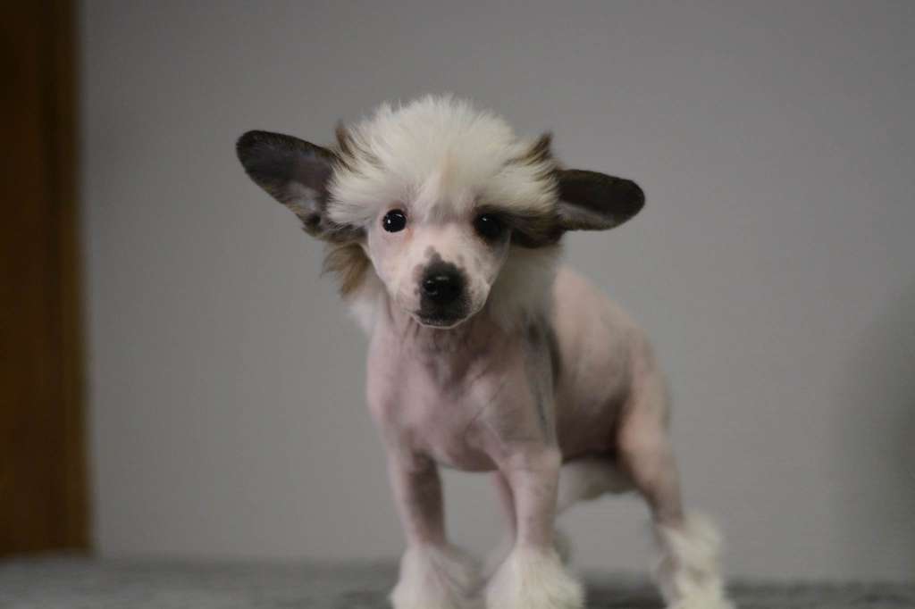 Fejmants Rattarattara