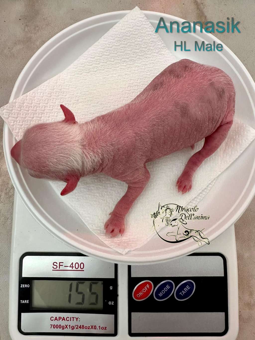 Ananasik Tahir Miracolo Dell'anima