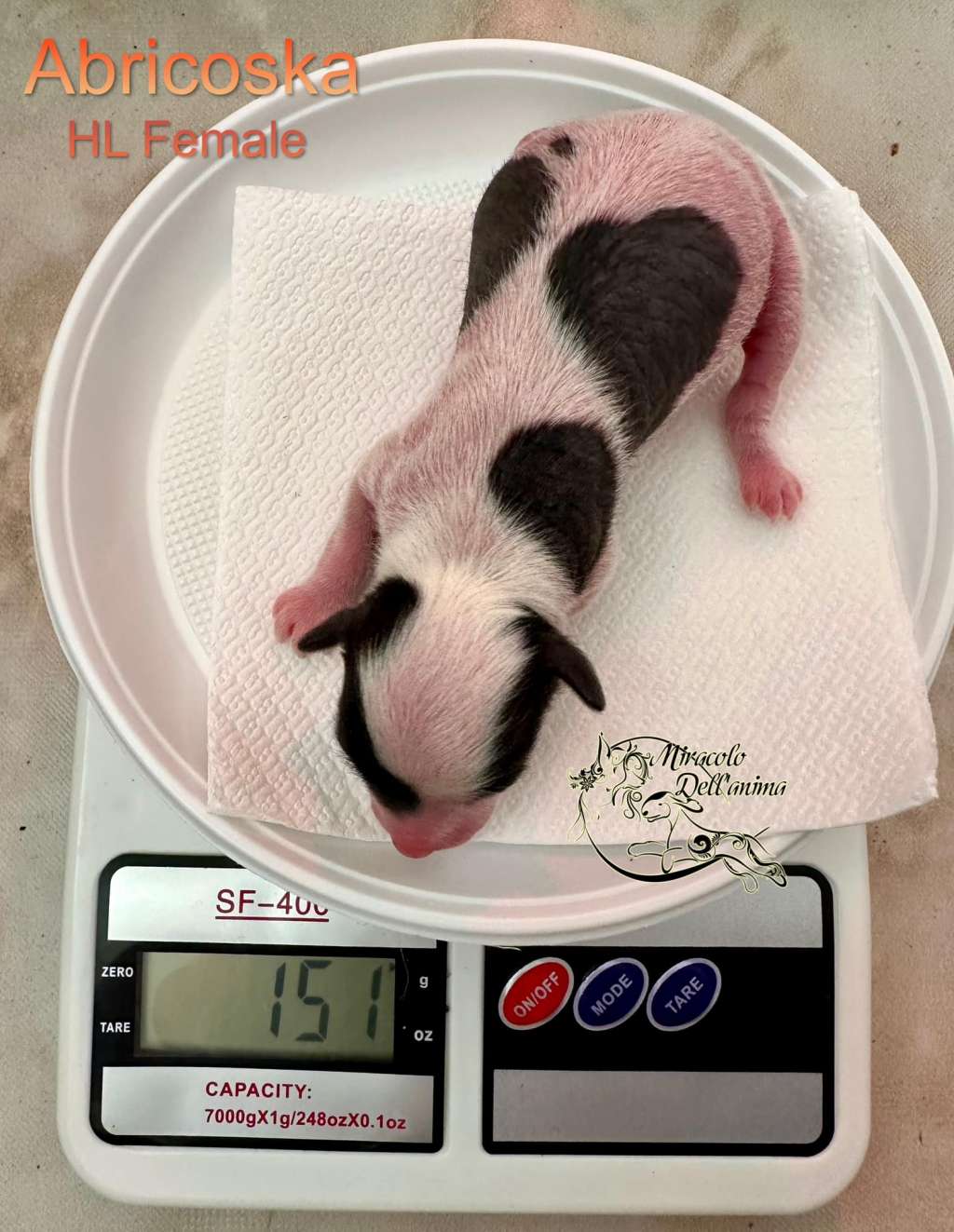 Abricoska Taina Miracolo Dell'anima