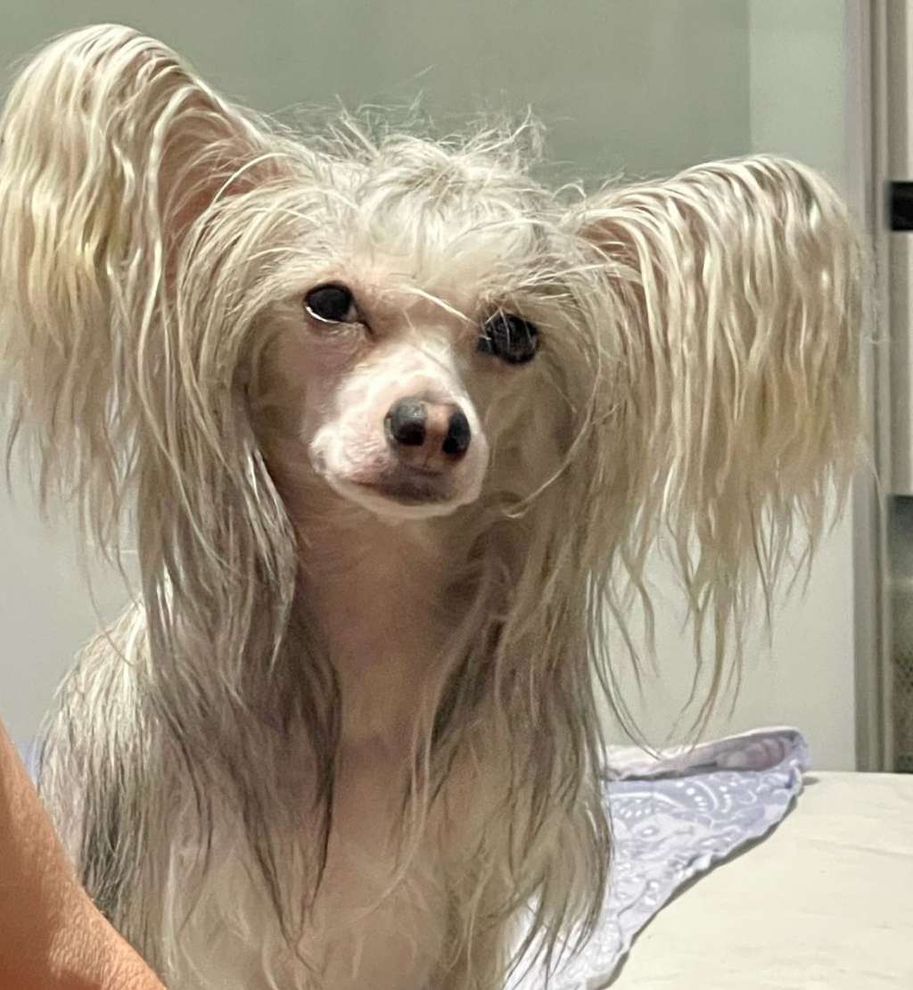 Gallurius You Are My Dream