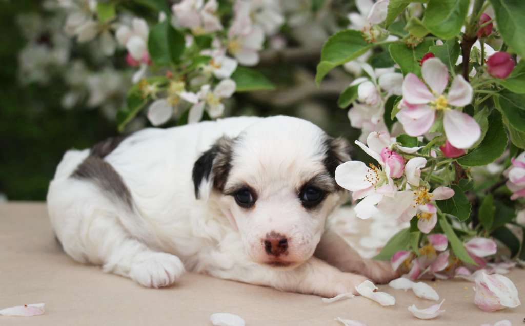 Gallurius Yutti-Beauty