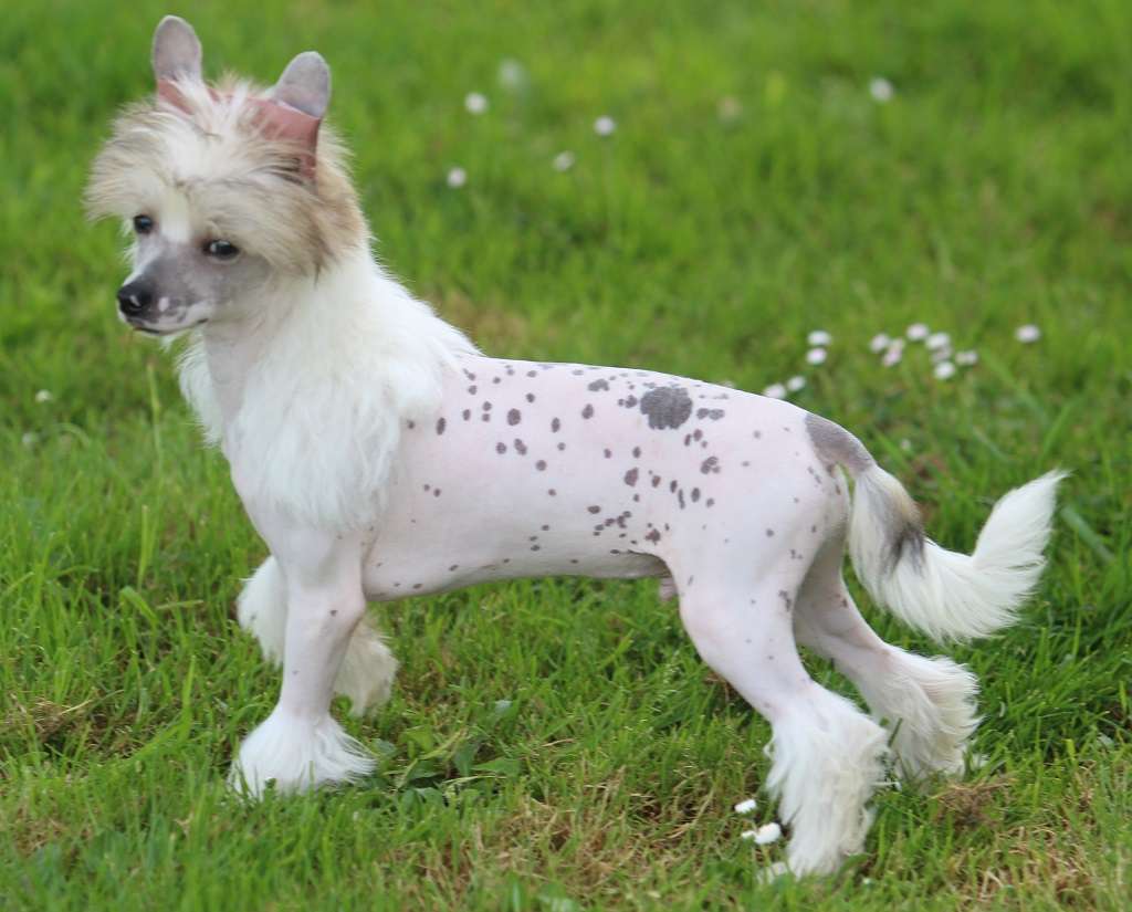 JCH.Feisty de Almamasan