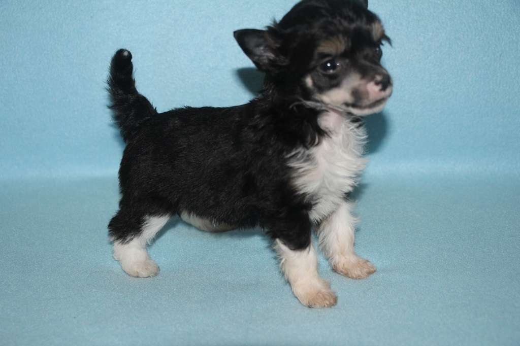 Gamer king de Almamasan