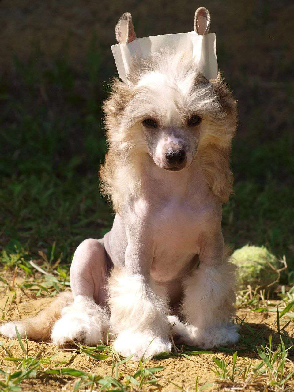 Anna Sky Kennel Rose"s Lime Cordial