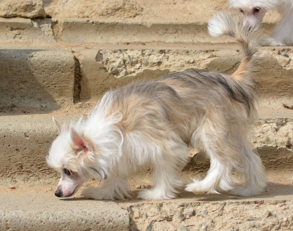 Zosya iz Sozvezdiya Khana