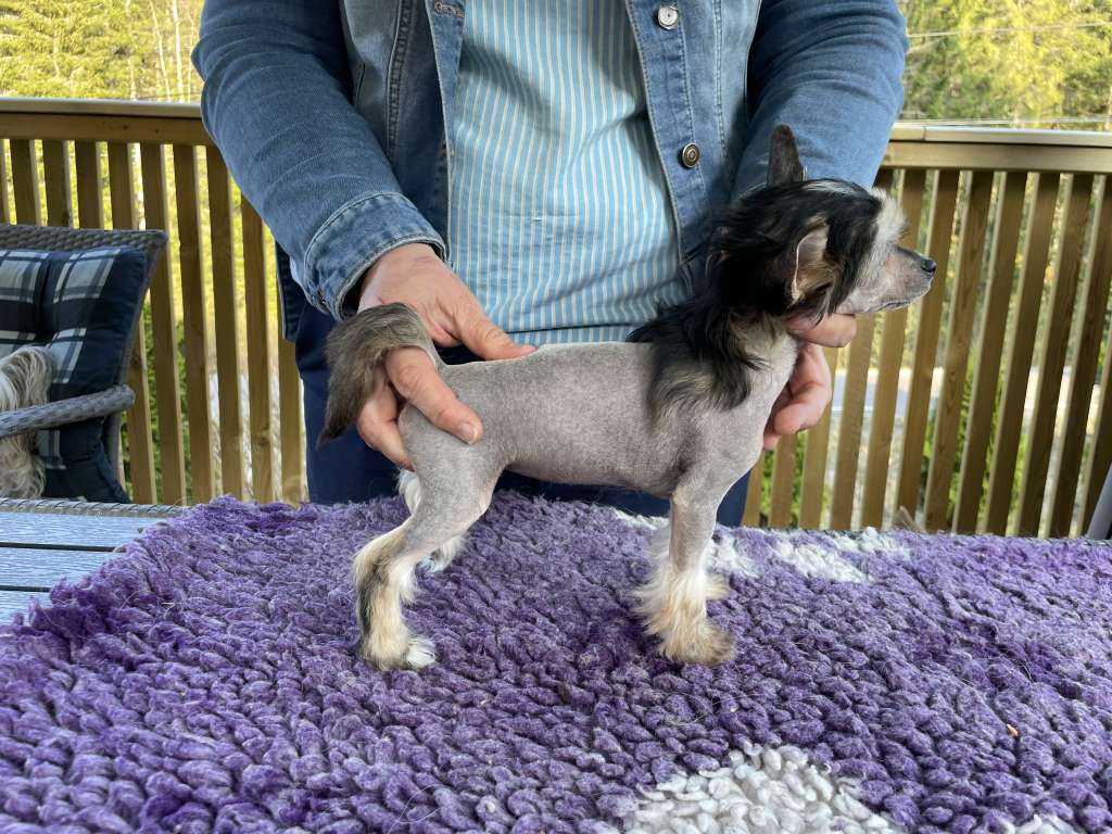 Eventyrvannets Ulrik Av Utgard