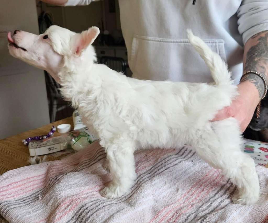 Black Rock Cresteds Atmozfears