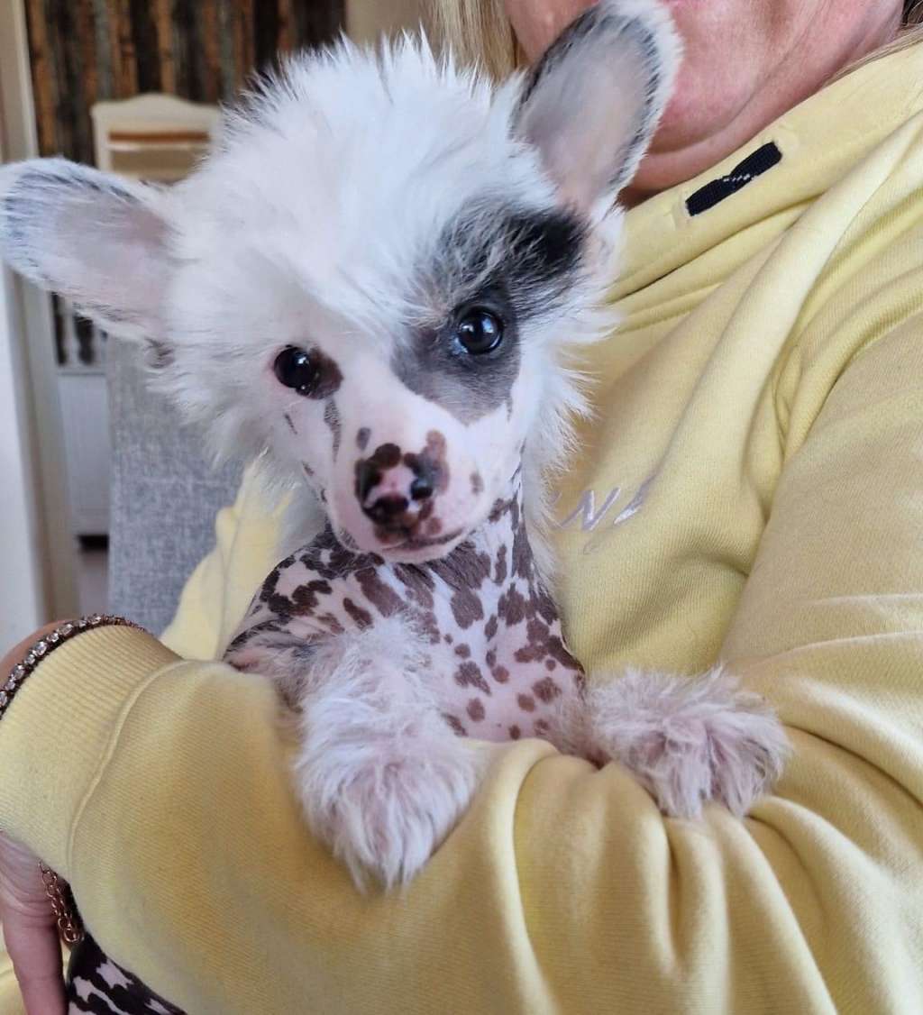 Black Rock Cresteds Wildstylez