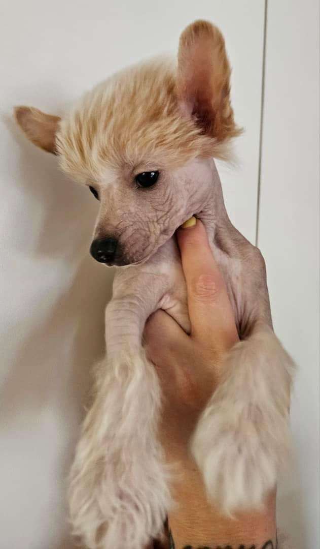 Black Rock Cresteds Luminite